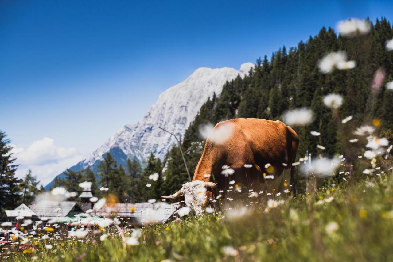 Apartments Zvoh, Krvavec, Ski-In, Ski-Out Cerklje na Gorenjskem Luaran gambar